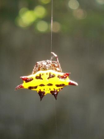 Spiders from Space