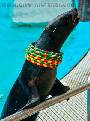 Fur Seal at Sentosa Island