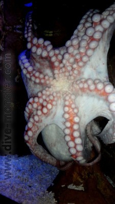 Huge Octopus
