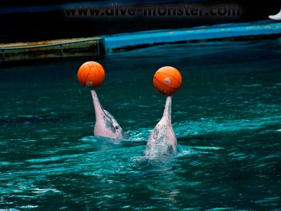 Pink Dolphins playing with their balls