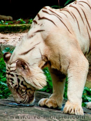 White -ish Tiger at Singapore Zoo