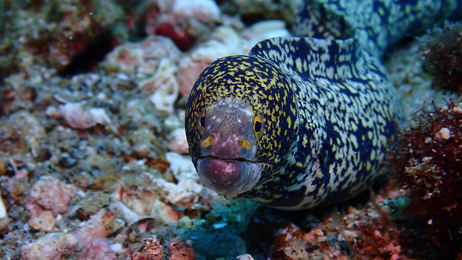 Daisy Diving in Apo Island - Mamsa Point - Starry Moray Eel
