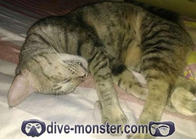 Rumpelstilzchen's Cat - Chevron Sleeping