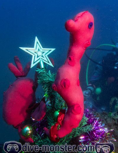 Christmas Dive 2021- Crabby & Seahorse