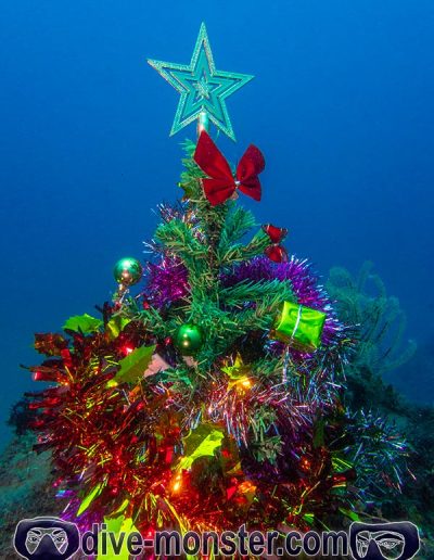 Christmas Dive 2021-Decorated Tree