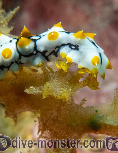 Diving in Lutoban - baby walking sea cucumber (Pearsonothuria)