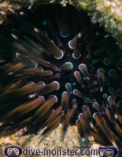 Diving in Siit Cliff - Burrowing urchin (Echinometra-mathaei)