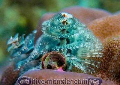 Diving in Siit Cliff - christmas tree worm