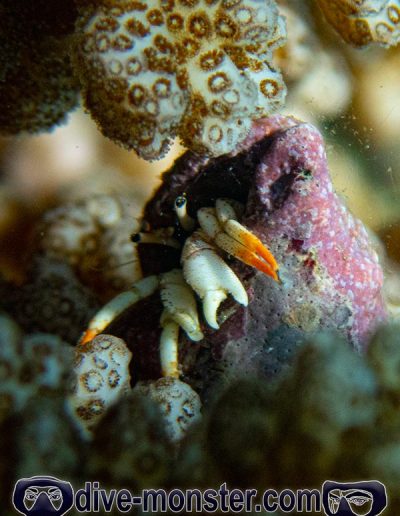 Diving in Zamboanguita - hermit crab
